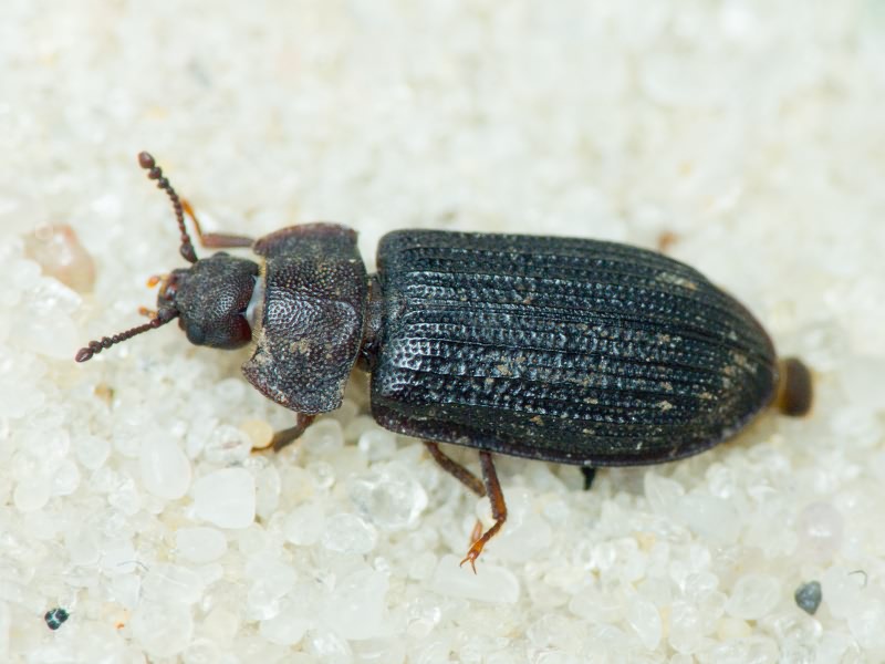 Grynocharis oblonga (Linnaeus, 1758)